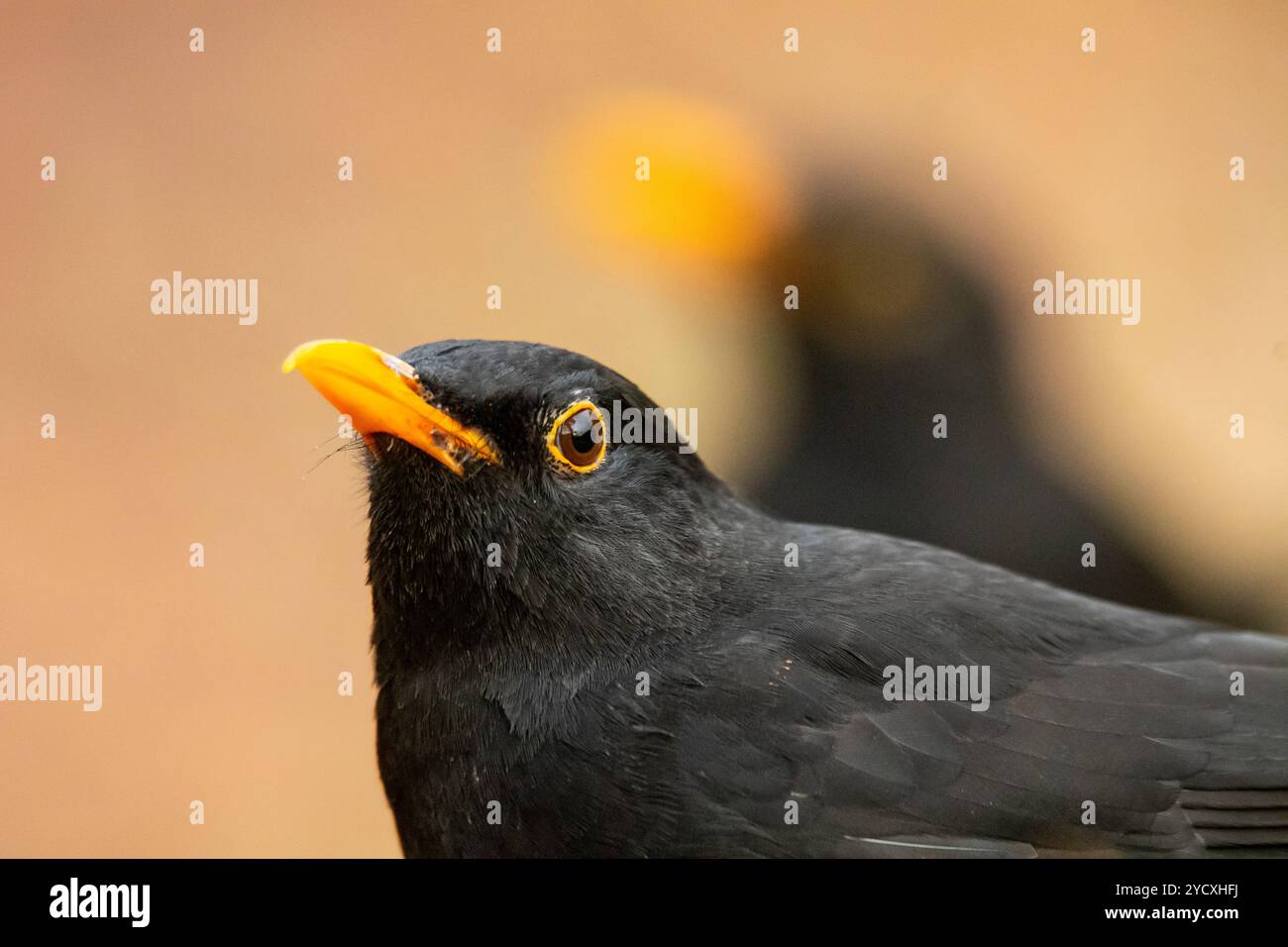 Un'immagine ravvicinata vivida che cattura i dettagli sfumati di un comune blackbird o di Turdus merula piumaggio scuro e becco giallo brillante. Foto Stock