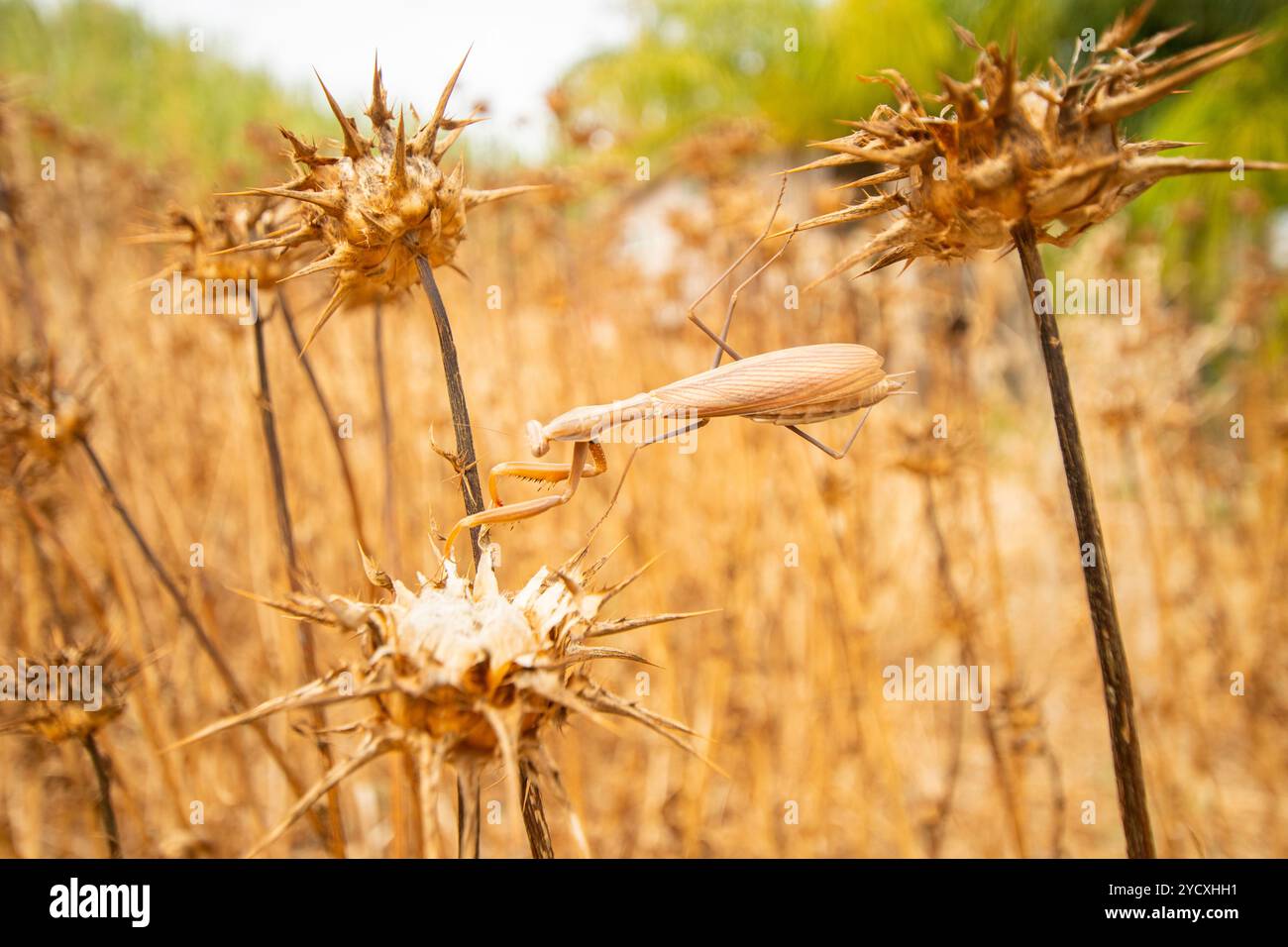 Una sfuggente mantis religiosa europea si aggrappa a un cardo secco in un campo dorato, mostrando il suo camuffamento naturale e la sua posizione predatoria. Foto Stock