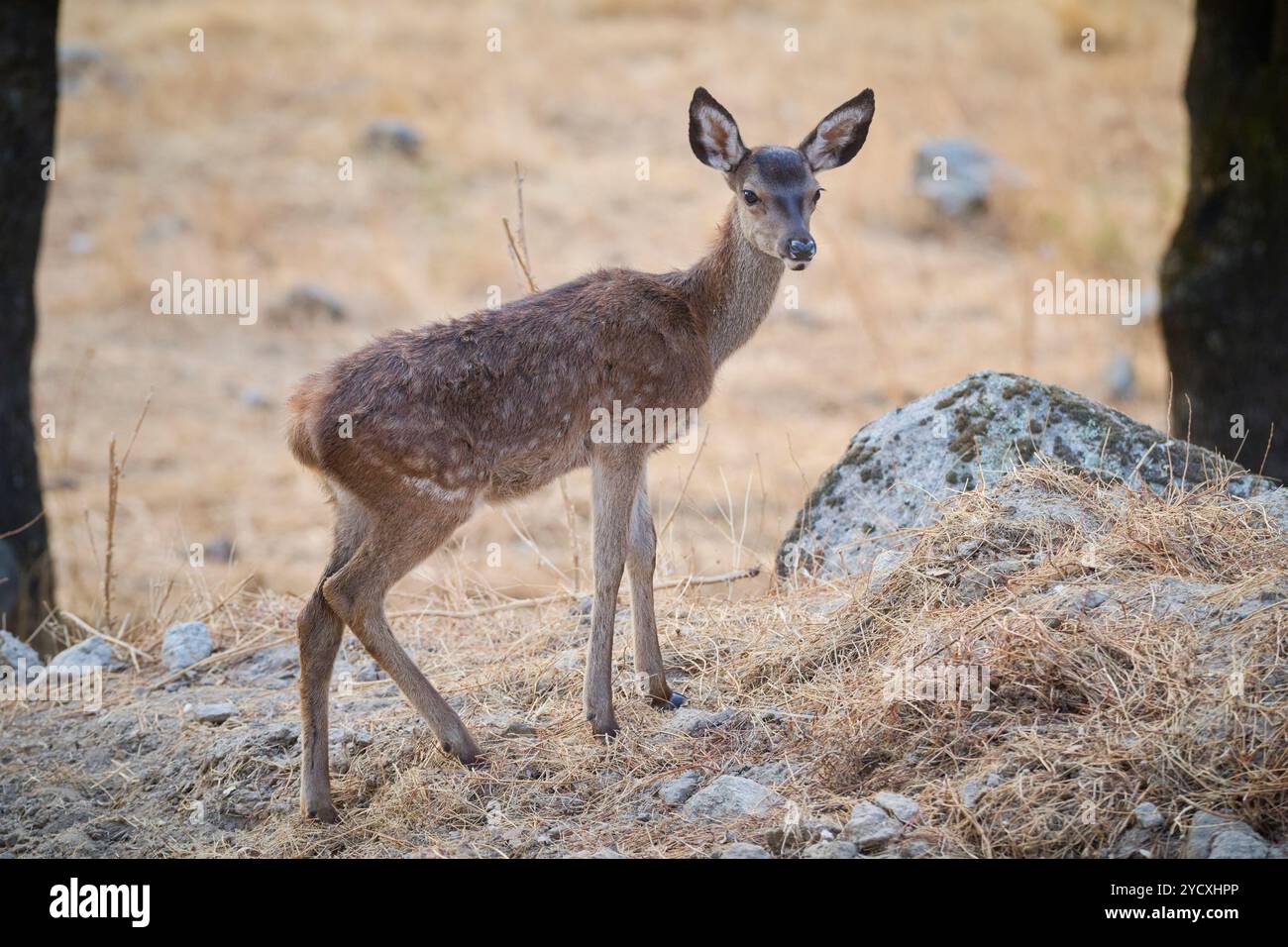 Un giovane cervo si erge tra l'erba secca nel paesaggio naturale delle montagne della Sierra Morena, e sembra avvistato e curioso nel suo habitat spagnolo. Foto Stock