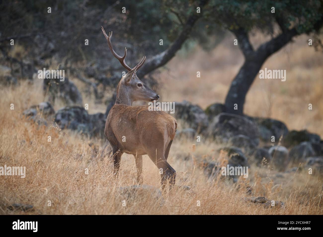 Un cervo solitario si erge nel terreno accidentato della Sierra Morena in Spagna, mostrando la serena bellezza del suo habitat naturale. Foto Stock