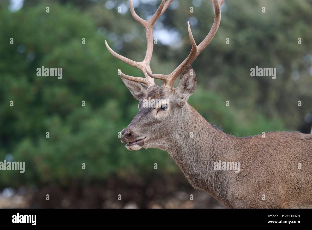 Un cervo sereno con imponenti corna si erge tra la lussureggiante vegetazione delle montagne della Sierra Morena in Spagna, mostrando la bellezza della fauna selvatica nel suo Foto Stock