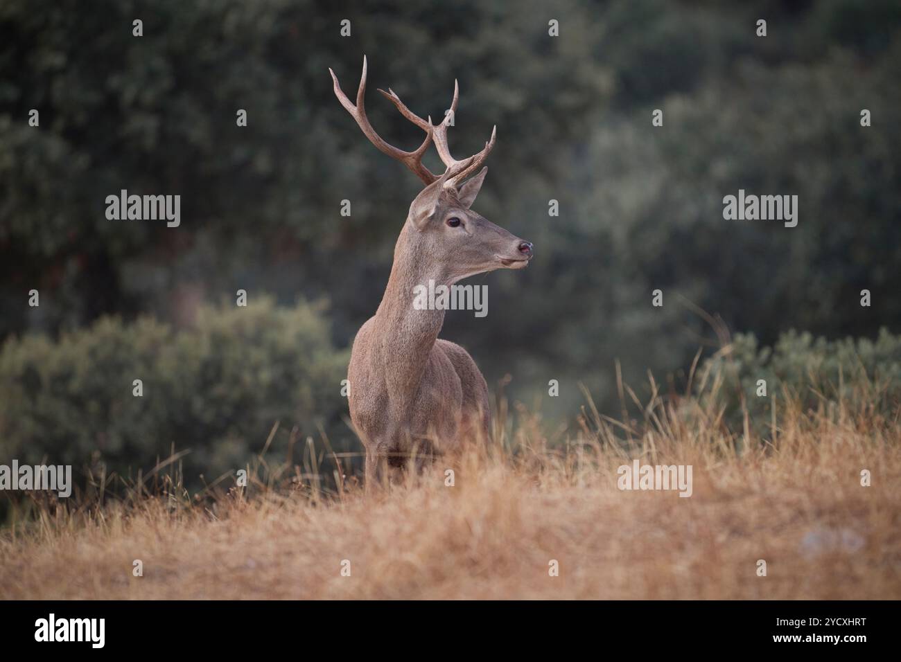 Un cervo sereno sorge nel mezzo della tranquilla natura selvaggia della Sierra Morena, Spagna, che mostra la bellezza della popolazione locale di cervi all'interno di questa montagna Foto Stock