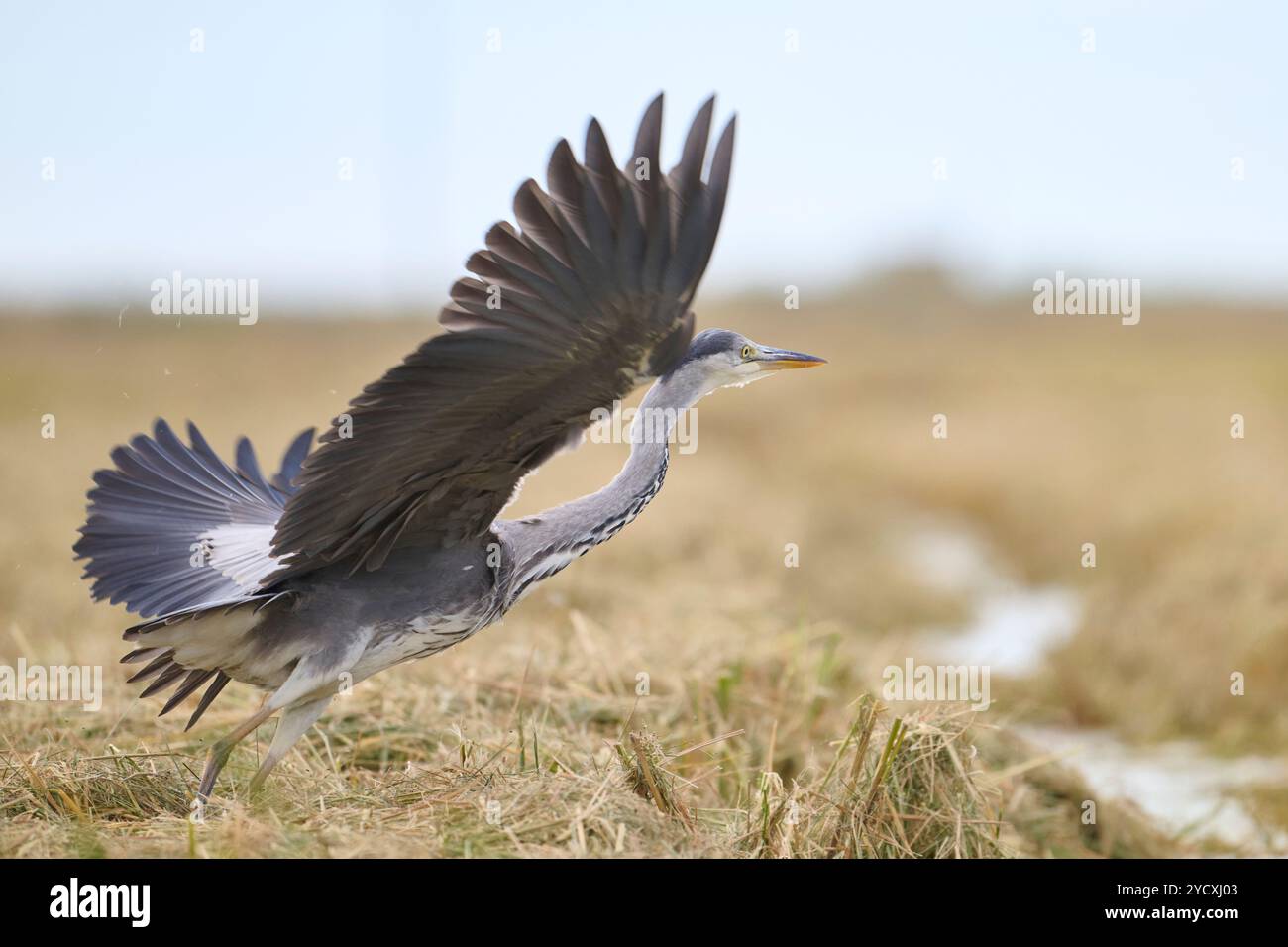 Un'immagine sorprendente di un airone grigio, Ardea cinerea, catturato al momento del decollo di un campo le ali dell'airone sono completamente sparse, mostrando la sua impronta Foto Stock