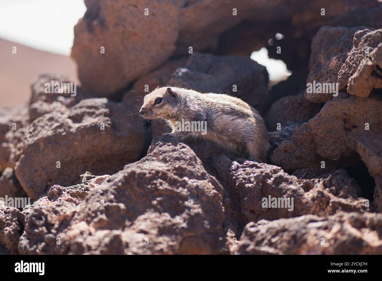 Uno scoiattolo attento si arrocca su rocce aspre, scansionando i suoi dintorni in un habitat naturale e selvaggio. Foto Stock