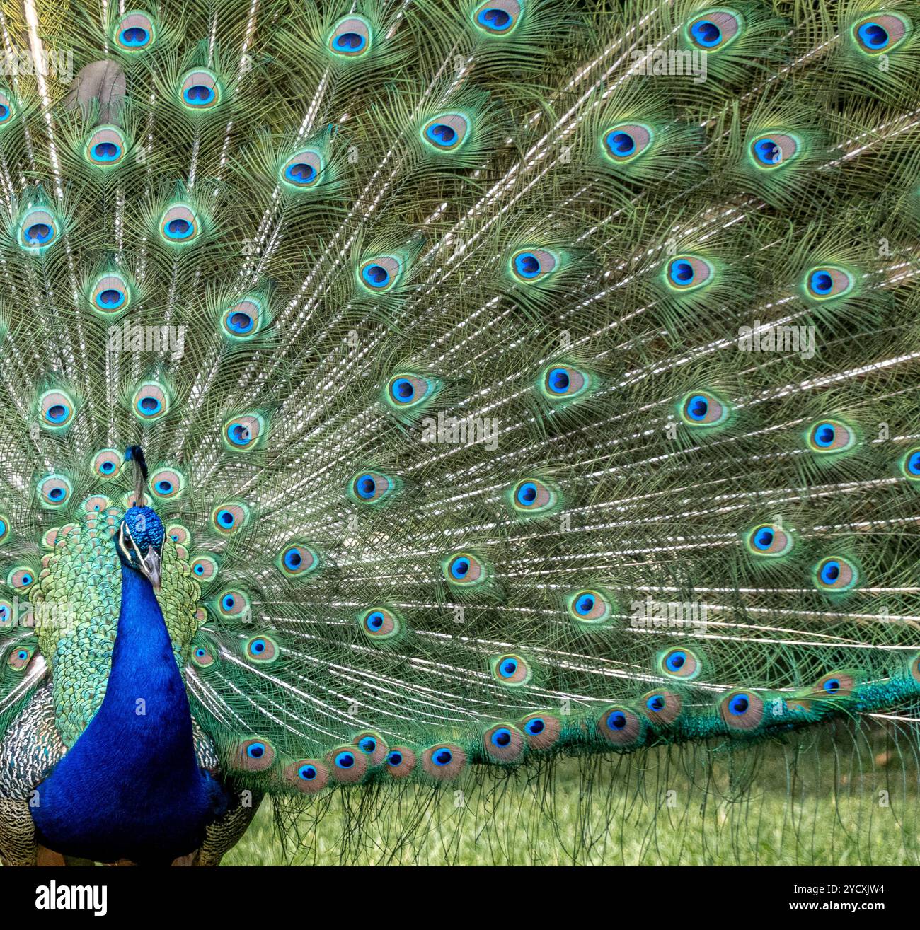 Un luccicante pavone maschile con un brillante collo blu che mostra le sue grandi piume della coda completamente estese, ricche di motivi accattivanti in una lu Foto Stock