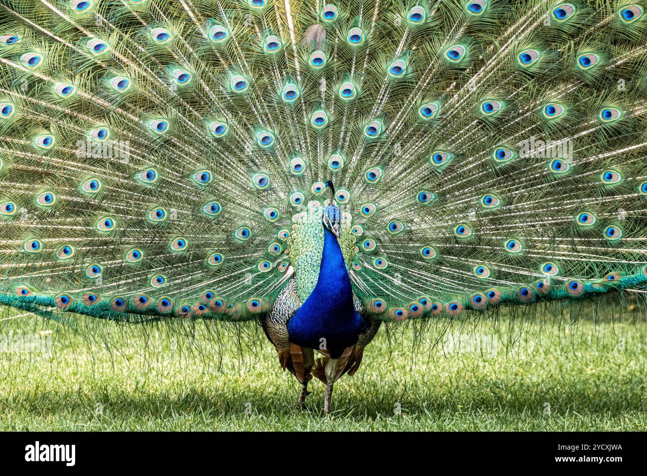 Un'immagine vivida che cattura un pavone con le sue ampie e colorate piume della coda completamente visualizzate, in piedi con orgoglio su un prato verde Foto Stock
