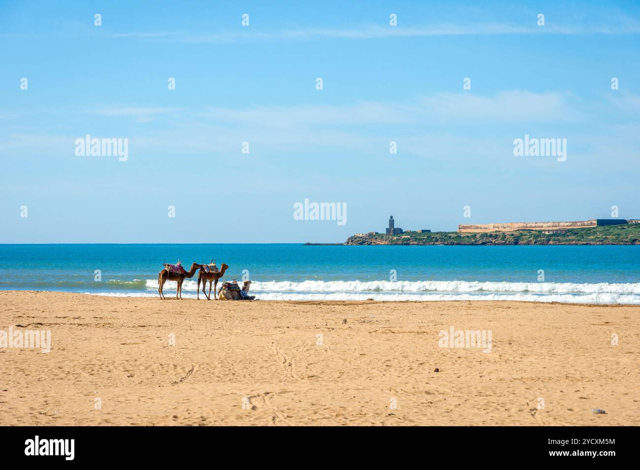 Cammelli sulla spiaggia di Essaouira Foto Stock