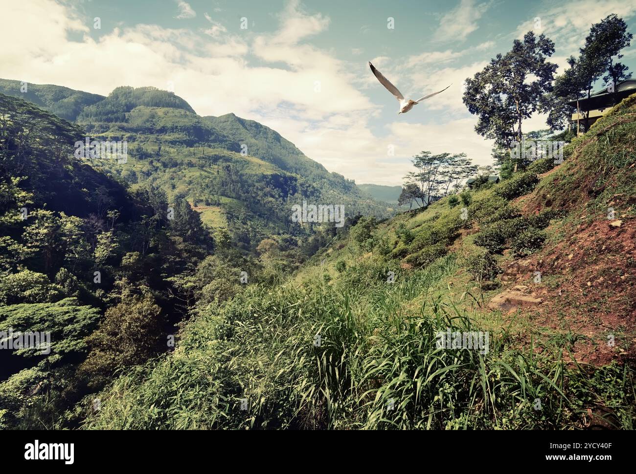 Grosso uccello sorvolare le montagne dello Sri Lanka Foto Stock