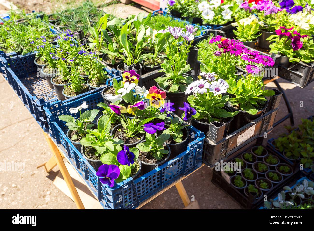 Vendita di piantine di fiori decorativi su strada Foto Stock