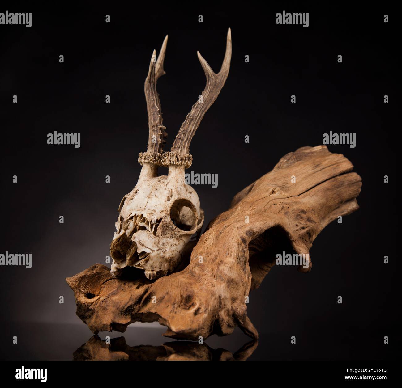 Weathered cervi cranio, nero lo sfondo dello specchio Foto Stock