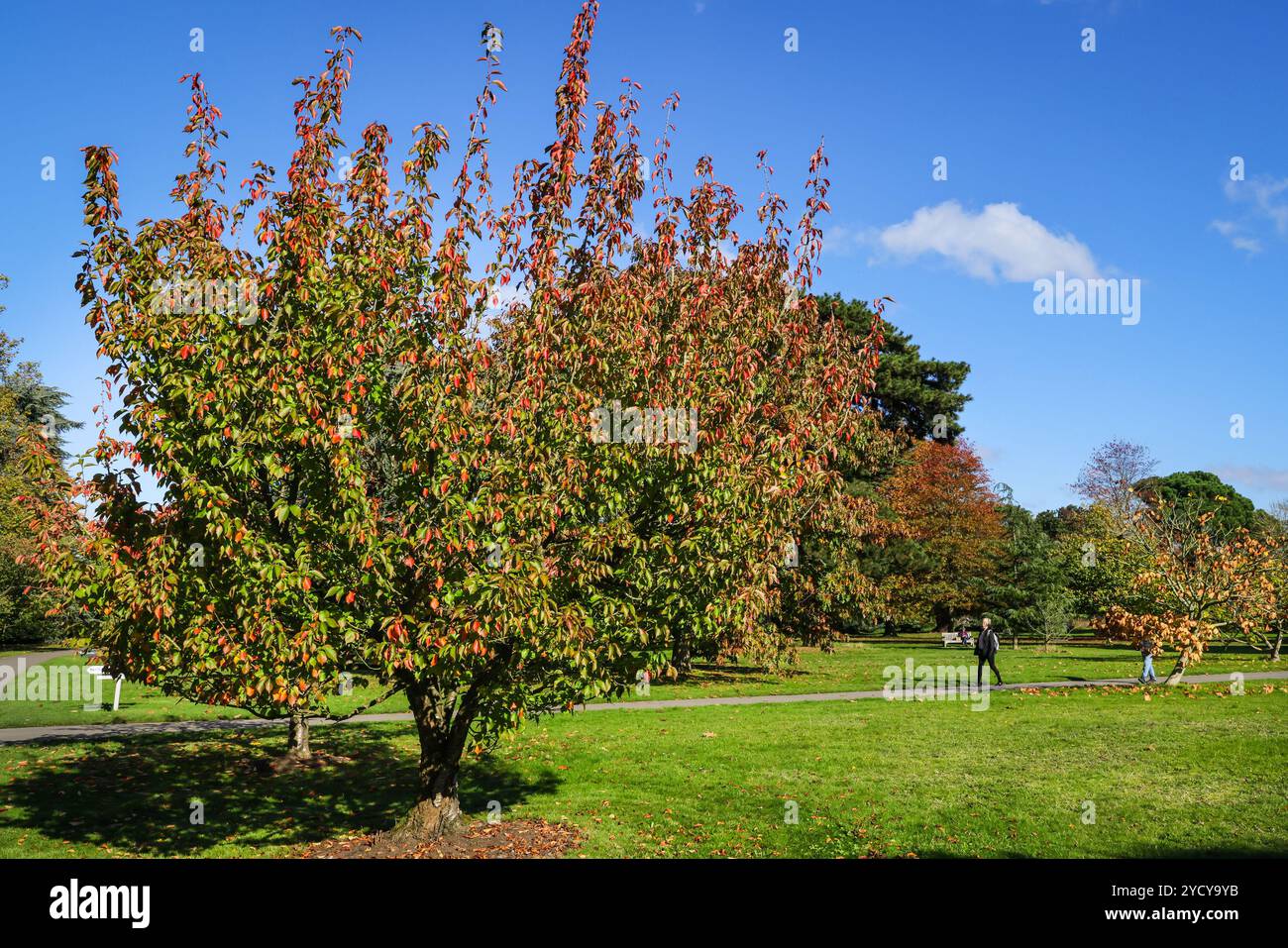 Londra, Regno Unito. 24 ottobre 2024. I visitatori possono passeggiare tra i colori autunnali e le caratteristiche di Kew. Alberi e piante hanno assunto vivaci colori autunnali in una giornata con un bel sole e cieli blu con temperature miti ai Kew Gardens nella zona ovest di Londra. Crediti: Imageplotter/Alamy Live News Foto Stock
