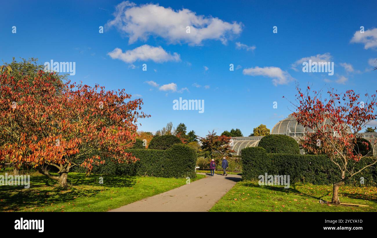 Londra, Regno Unito. 24 ottobre 2024. I visitatori possono passeggiare tra i colori autunnali e le caratteristiche di Kew. Alberi e piante hanno assunto vivaci colori autunnali in una giornata con un bel sole e cieli blu con temperature miti ai Kew Gardens nella zona ovest di Londra. Crediti: Imageplotter/Alamy Live News Foto Stock