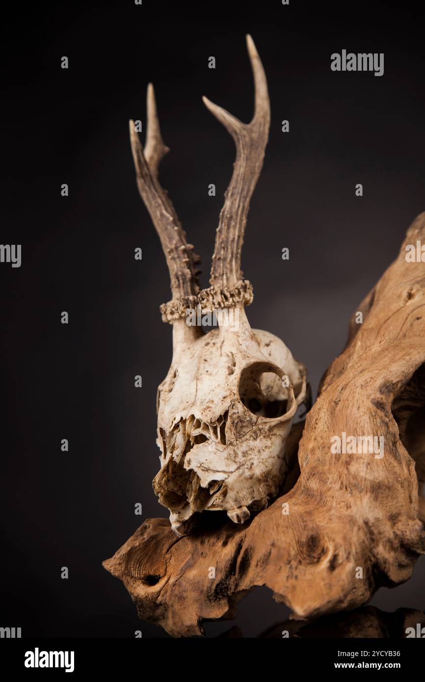 Weathered cervi cranio, nero lo sfondo dello specchio Foto Stock