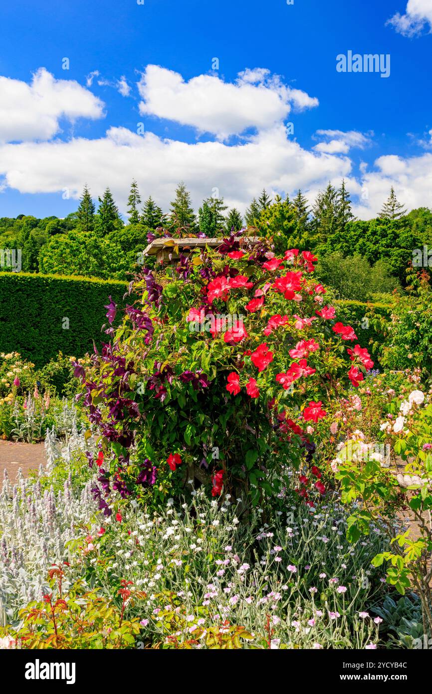 Un display a colori di estate di rose e clematis in la Regina madre nel Giardino delle Rose della RHS Garden Rosemoor, Devon, Inghilterra, Regno Unito Foto Stock
