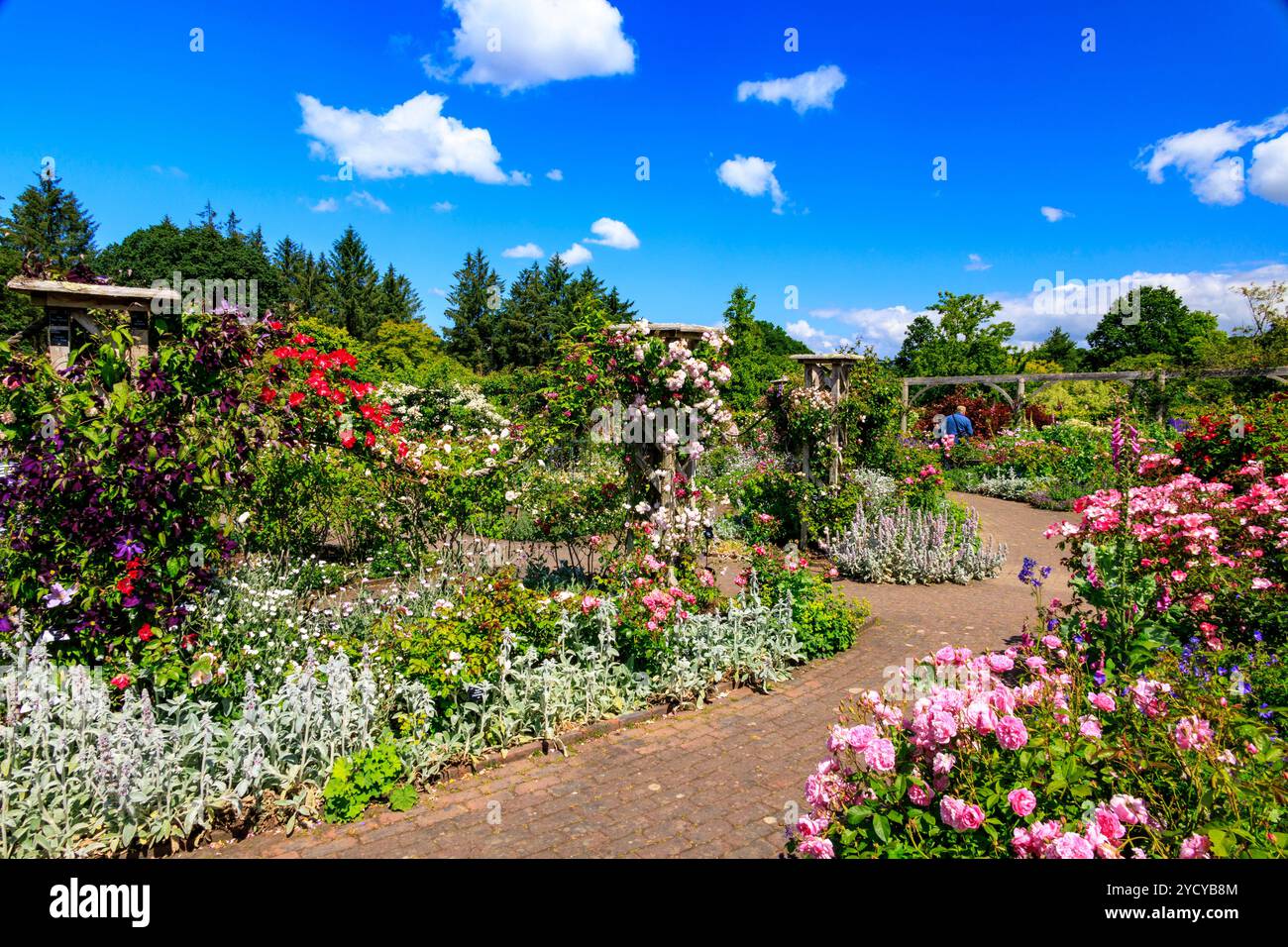 Un display a colori di estate di rose e clematis in la Regina madre nel Giardino delle Rose della RHS Garden Rosemoor, Devon, Inghilterra, Regno Unito Foto Stock