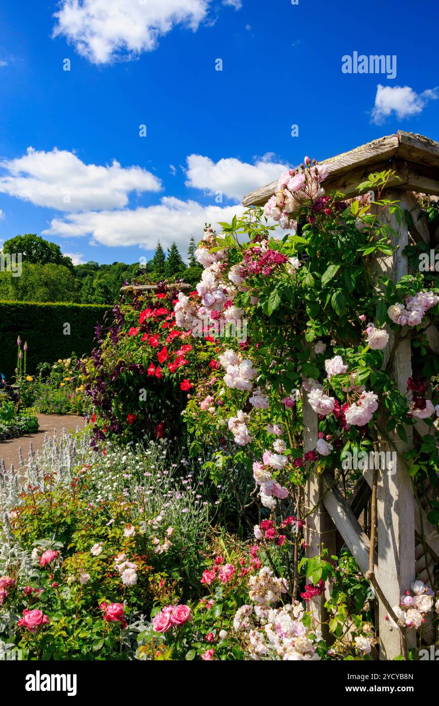 Un display a colori di estate di rose e clematis in la Regina madre nel Giardino delle Rose della RHS Garden Rosemoor, Devon, Inghilterra, Regno Unito Foto Stock