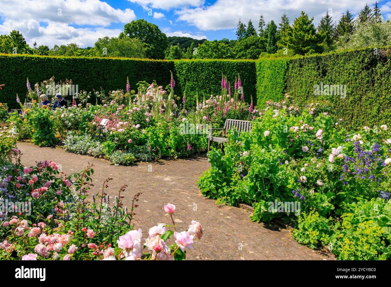 Una colorata esposizione di rose estive e guanti da foce nel Queen Mother's Rose Garden presso l'RHS Garden Rosemoor, Devon, Inghilterra, Regno Unito Foto Stock