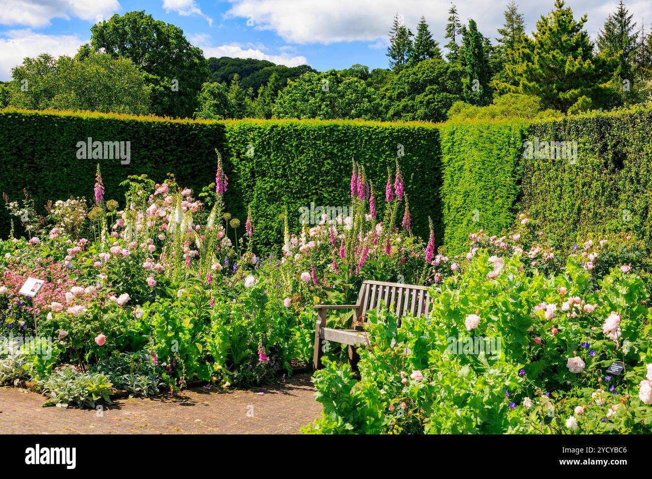 Una colorata esposizione di rose estive e guanti da foce nel Queen Mother's Rose Garden presso l'RHS Garden Rosemoor, Devon, Inghilterra, Regno Unito Foto Stock