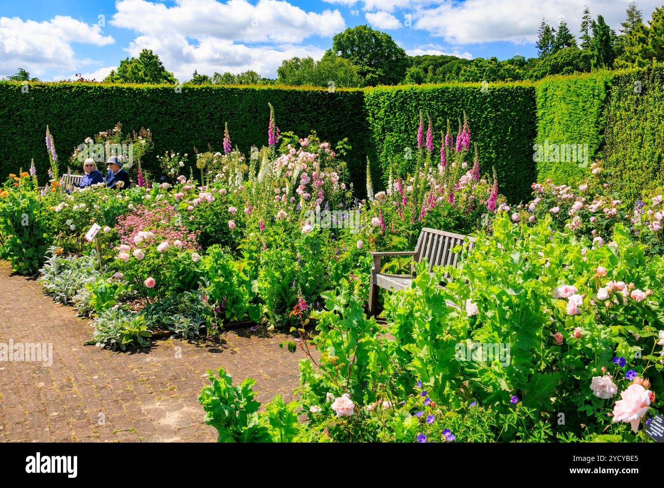 Una colorata esposizione di rose estive e guanti da foce nel Queen Mother's Rose Garden presso l'RHS Garden Rosemoor, Devon, Inghilterra, Regno Unito Foto Stock