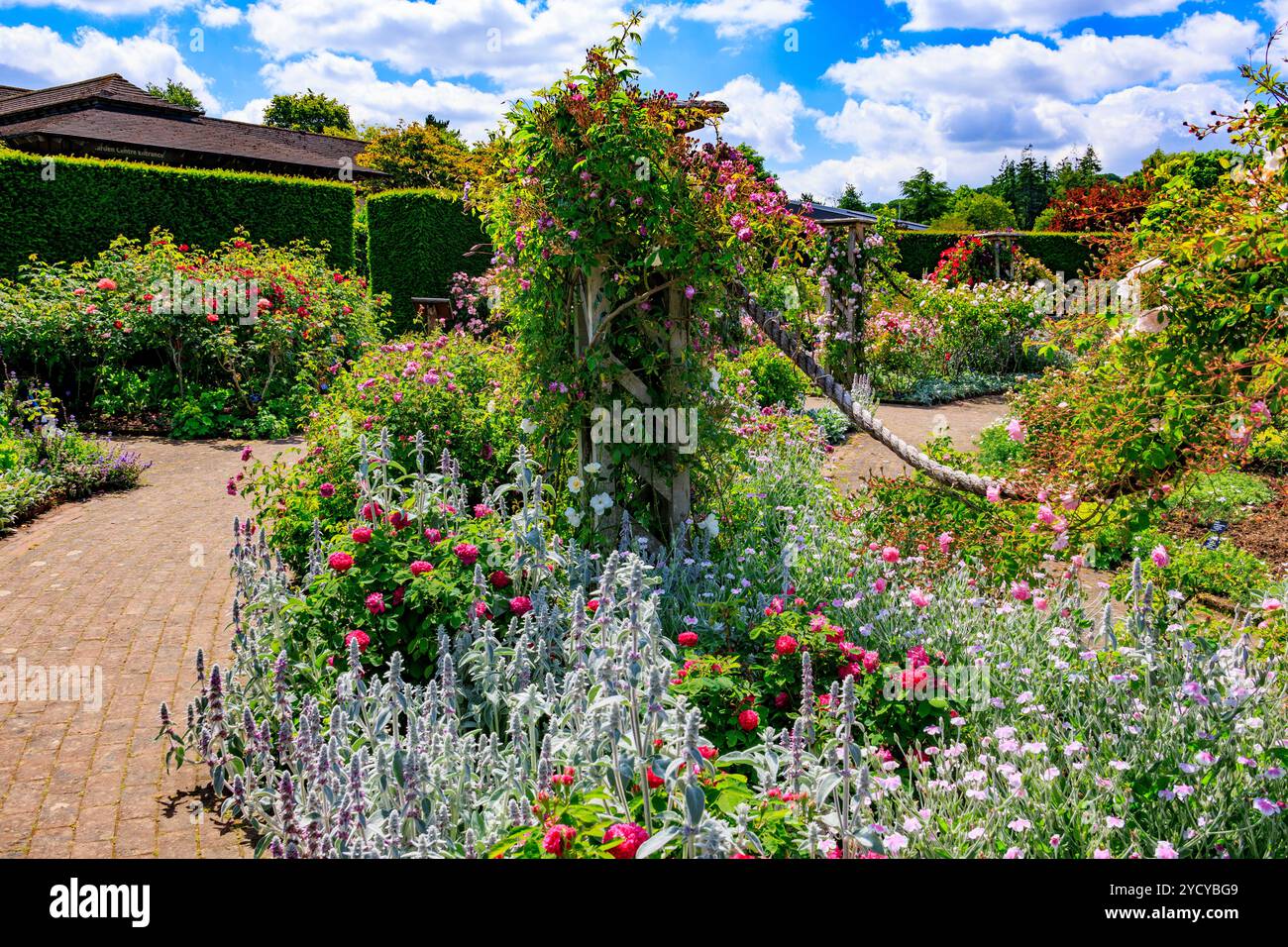Un display a colori di estate di rose e clematis in la Regina madre nel Giardino delle Rose della RHS Garden Rosemoor, Devon, Inghilterra, Regno Unito Foto Stock