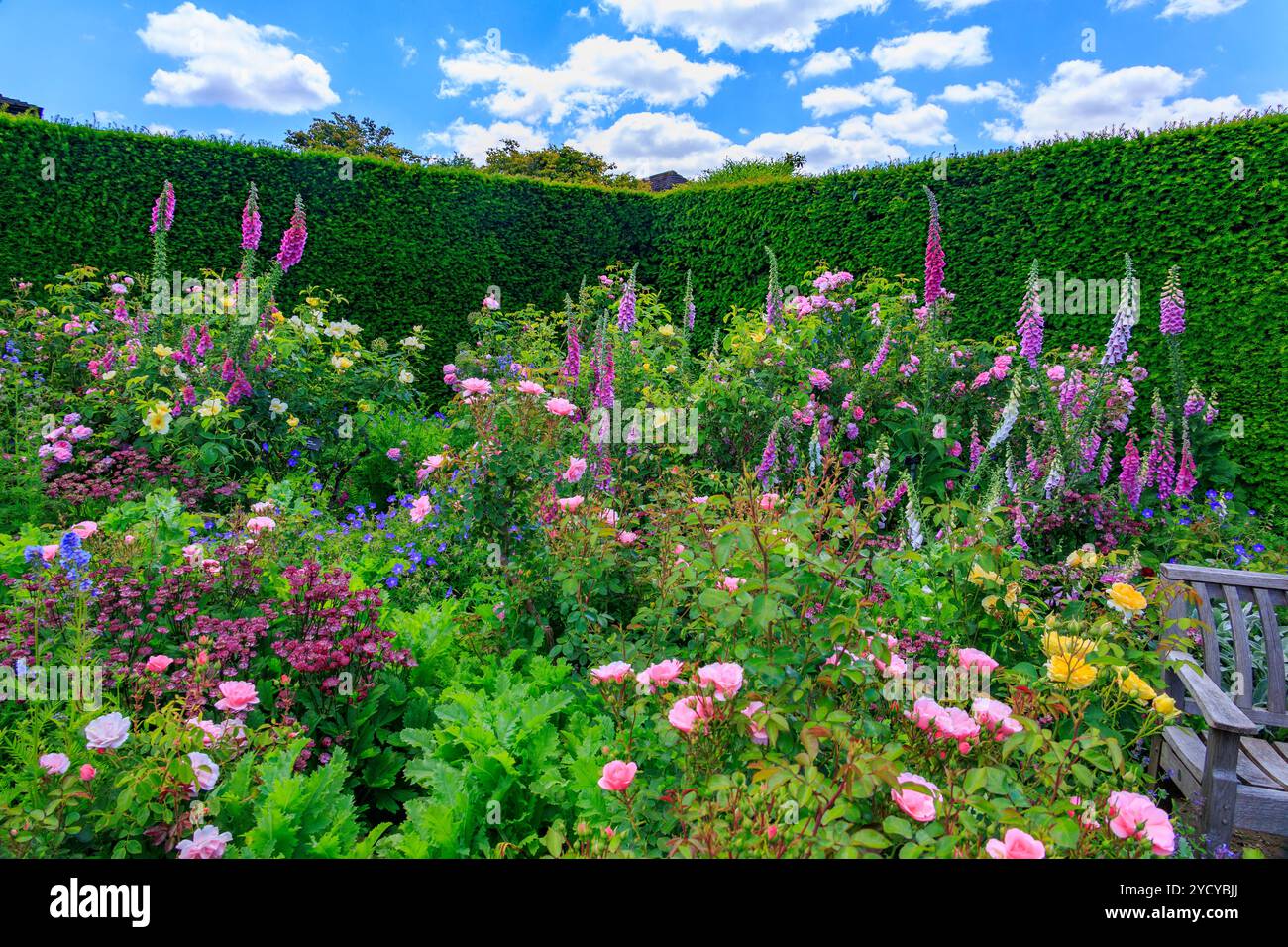 Una colorata esposizione di rose estive e guanti da foce nel Queen Mother's Rose Garden presso l'RHS Garden Rosemoor, Devon, Inghilterra, Regno Unito Foto Stock