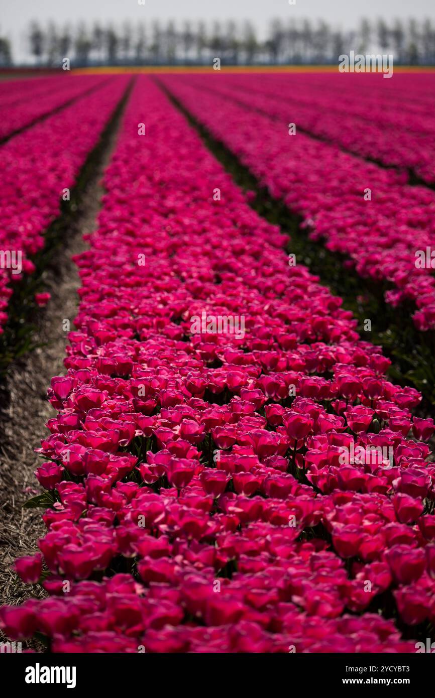 I fiori sono blooming sul campo, i tulipani Foto Stock