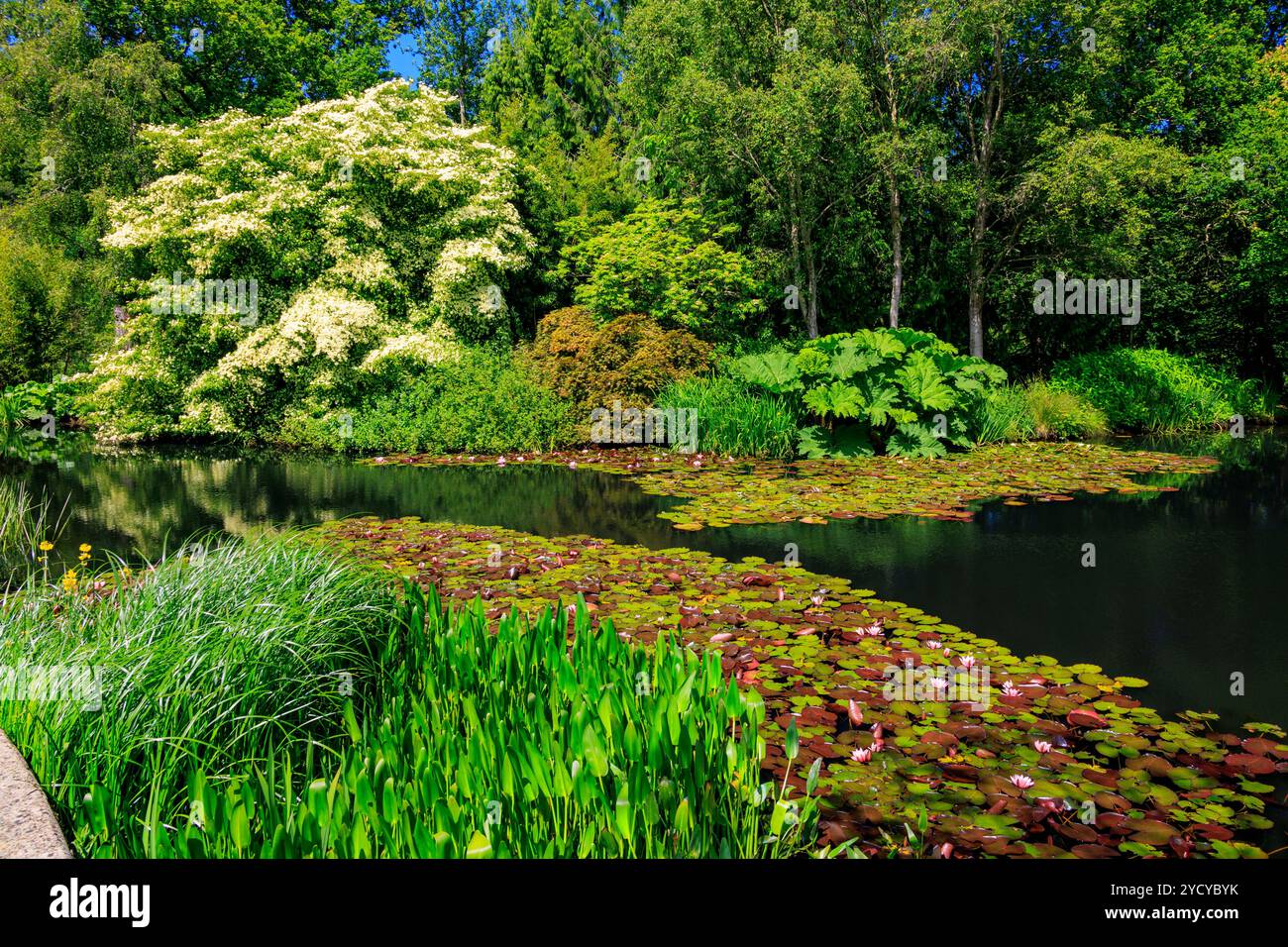 Il magnifico albero di Cornus kousa in fiore sovrasta il lago ornamentale contenente gigli d'acqua a RHS Rosemoor, Devon, Inghilterra, Regno Unito Foto Stock