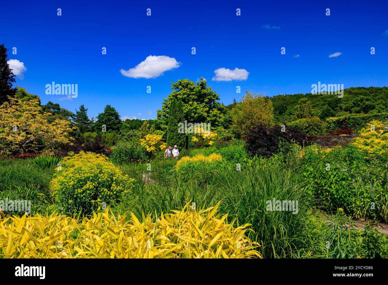 Un mix colorato di piante erbacee perenni nell'Hot Garden presso l'RHS Garden Rosemoor, Devon, Inghilterra, Regno Unito Foto Stock