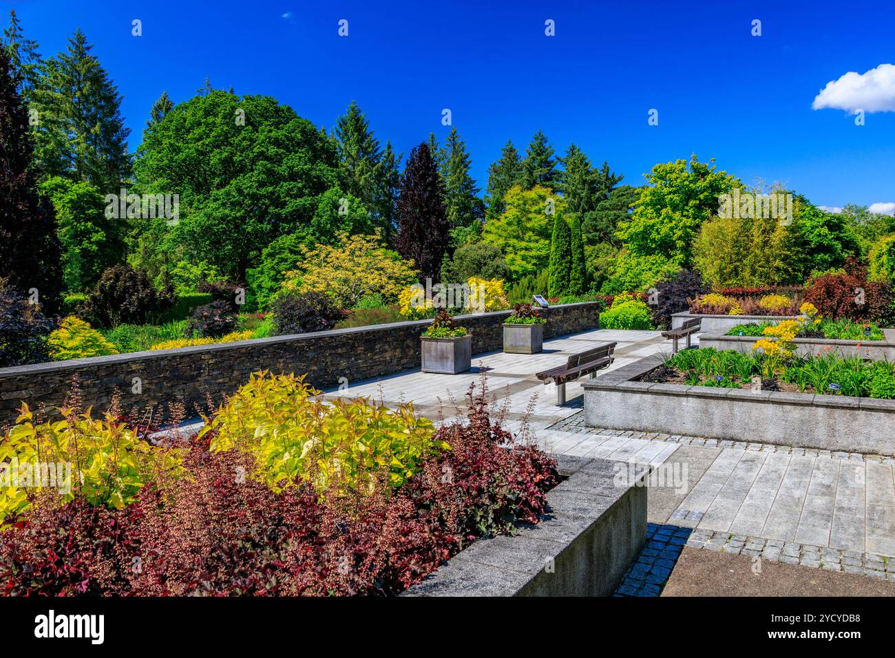 Un mix colorato di piante erbacee perenni nell'Hot Garden presso l'RHS Garden Rosemoor, Devon, Inghilterra, Regno Unito Foto Stock