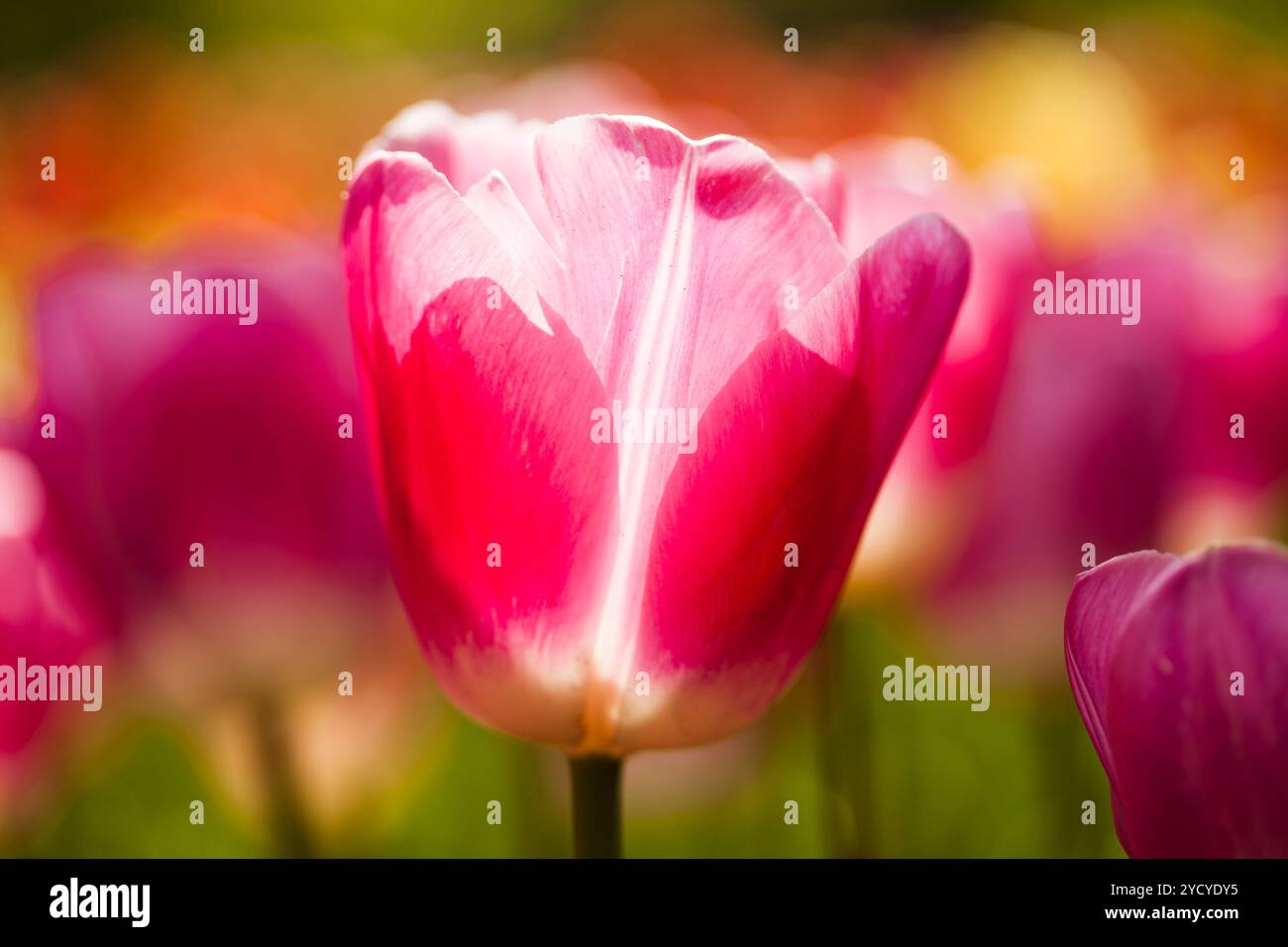 Giardino di fiori, sfondo, i tulipani Foto Stock