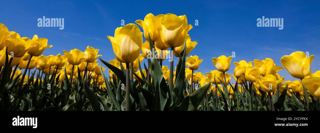 La molla tulipani nel giardino, primavera sbocciano i fiori Foto Stock