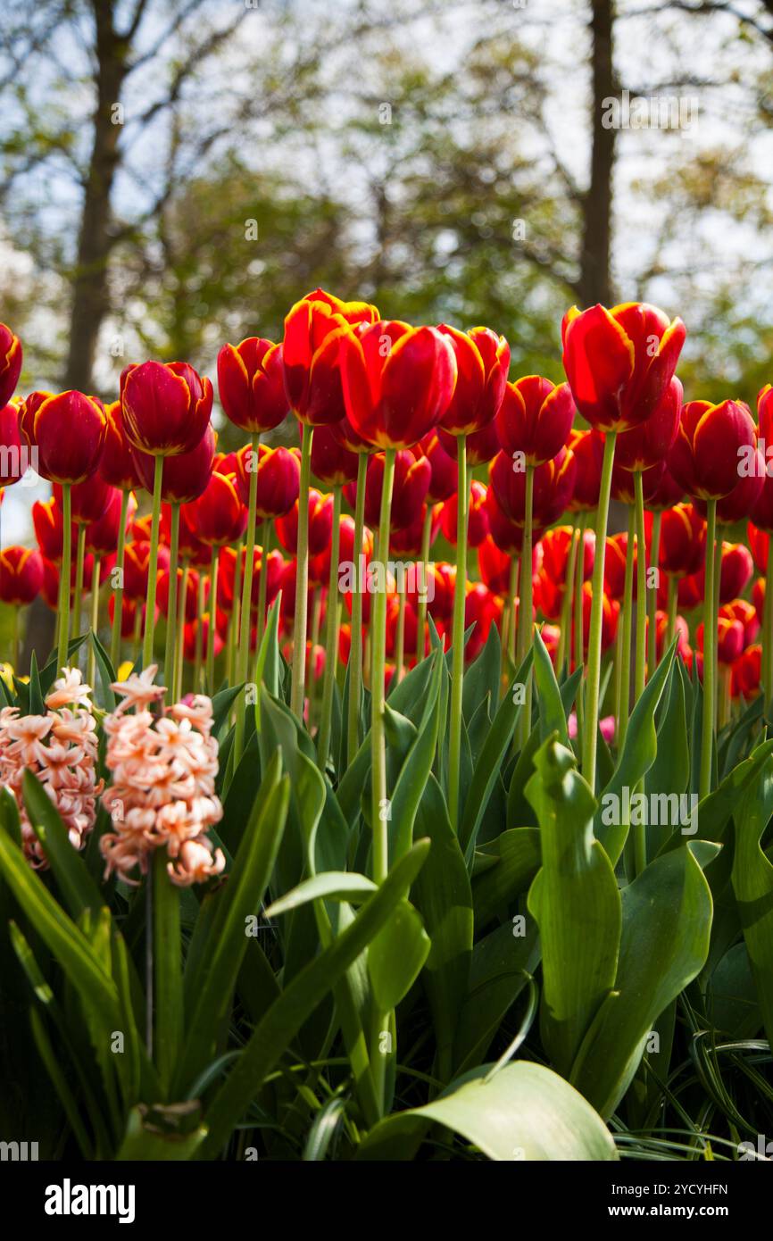 Tulipani , i fiori nel giardino , primavera Foto Stock