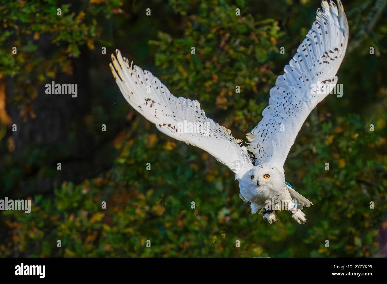im Wildpark Johannismühle a Klasdorf Landkreis Teltow-Fläming. *** Nel parco faunistico di Johannismühle a Klasdorf, nel quartiere di Teltow Fläming Foto Stock