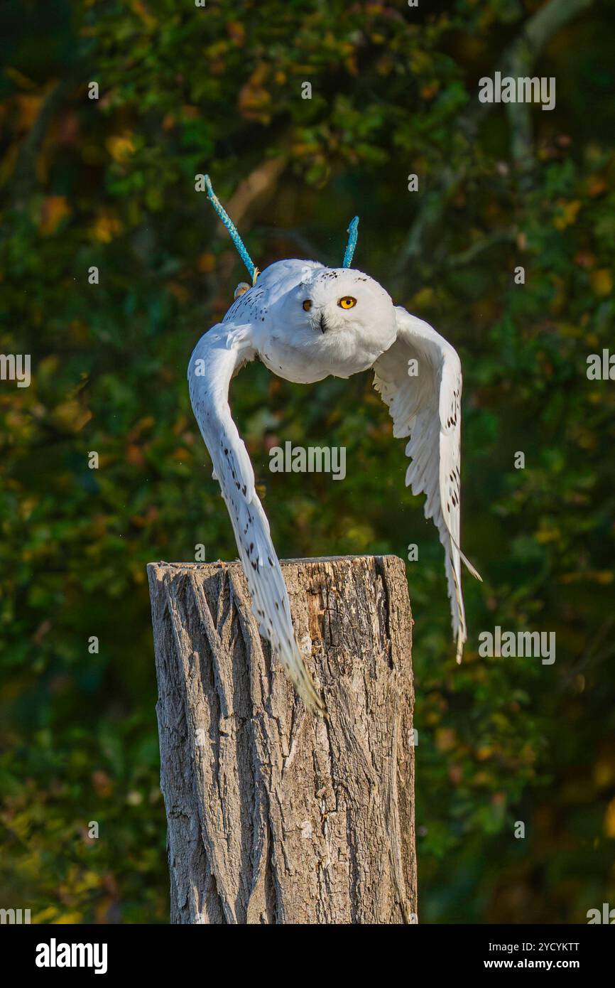 im Wildpark Johannismühle a Klasdorf Landkreis Teltow-Fläming. *** Nel parco faunistico di Johannismühle a Klasdorf, nel quartiere di Teltow Fläming Foto Stock