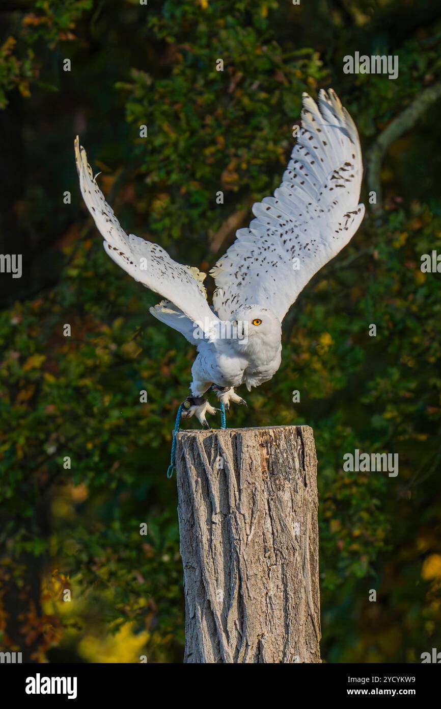 im Wildpark Johannismühle a Klasdorf Landkreis Teltow-Fläming. *** Nel parco faunistico di Johannismühle a Klasdorf, nel quartiere di Teltow Fläming Foto Stock