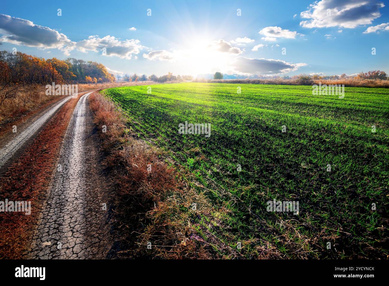 Strada vicino al campo di raccolto invernale Foto Stock
