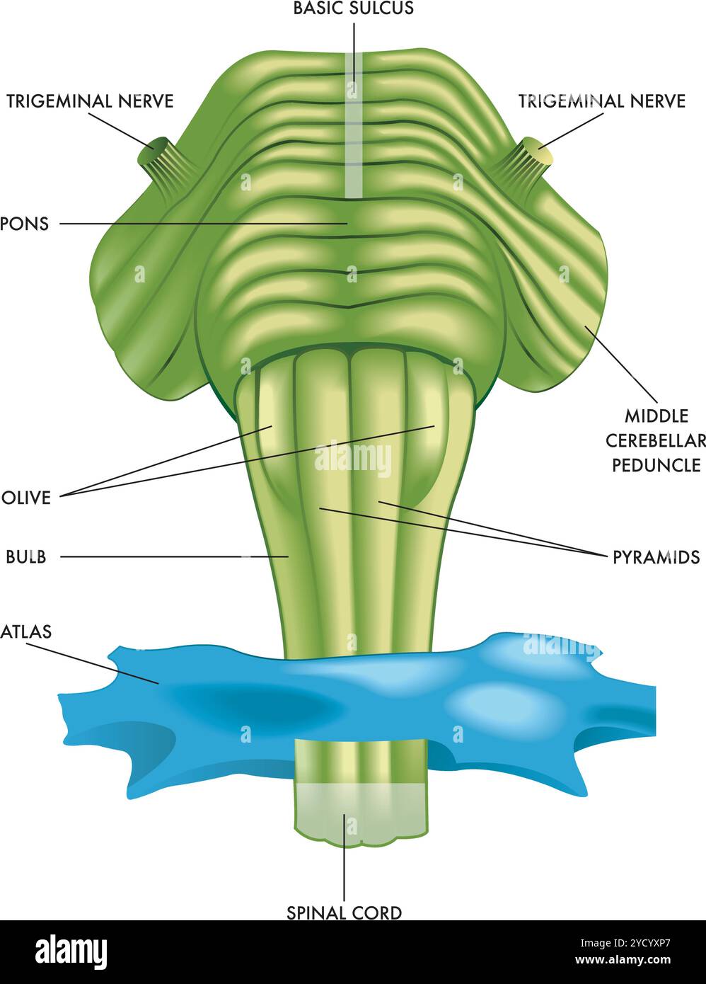 Illustrazione medica di una parte del tronco cerebrale con gli organi principali accompagnata da annotazioni. Illustrazione Vettoriale