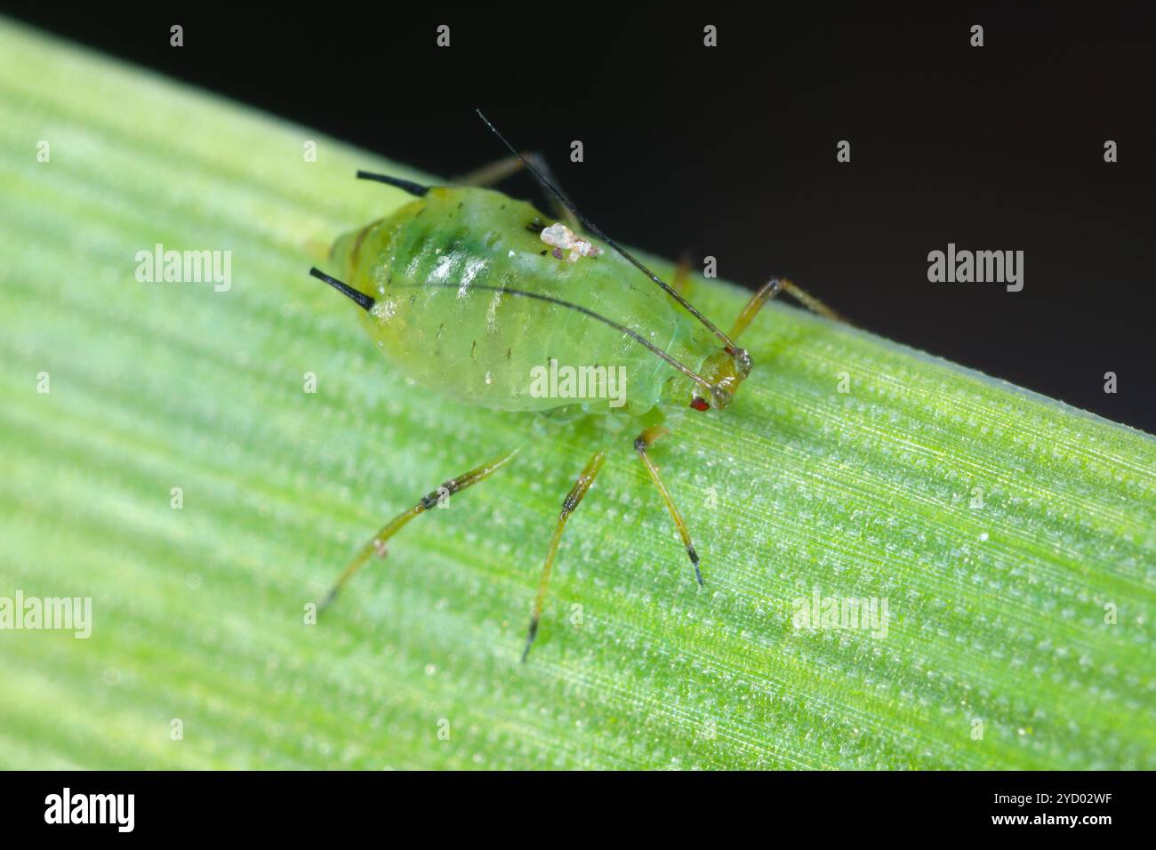 Afidi sui cereali con dettagli visibili del corpo. Macrofotografia. Parassiti dei cereali. Foto Stock
