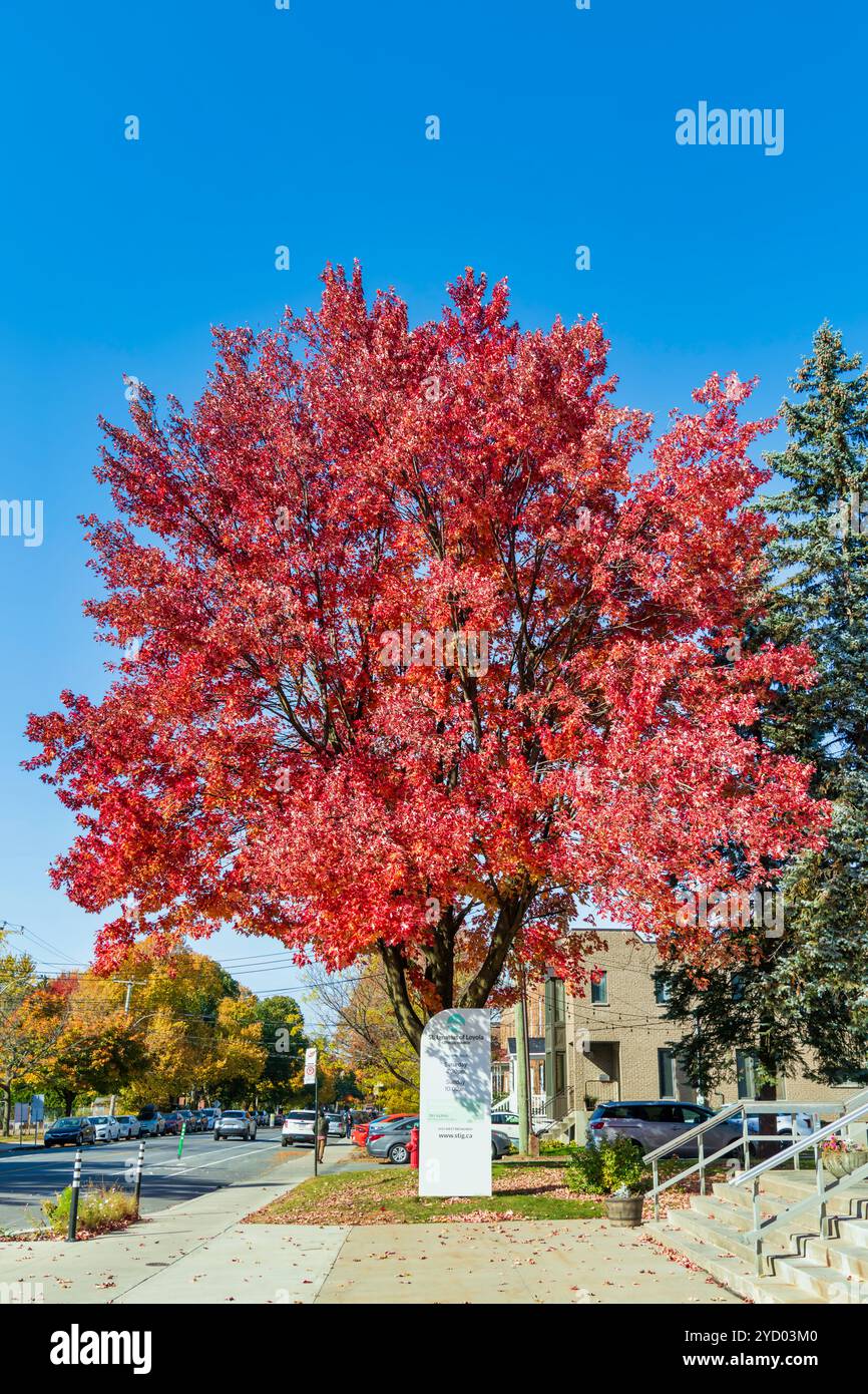 Autunno rosso in Canada Foto Stock