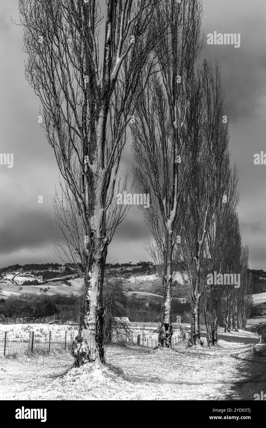 Pioppi nella scena invernale Foto Stock