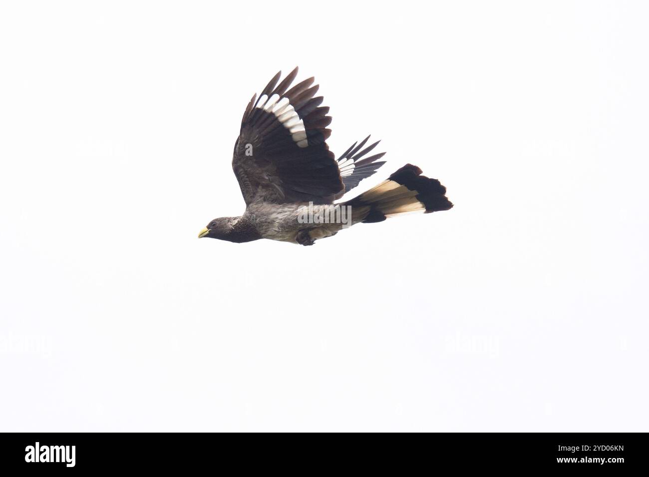 MANGIATORE DI PLANANTI GRIGIO ORIENTALE (Crinifer zonurus ) che vola a Kampala in Uganda Foto Stock
