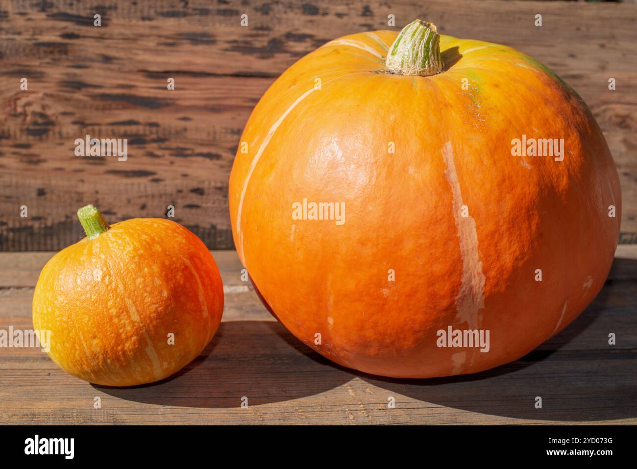 Zucca grande e piccola Foto Stock