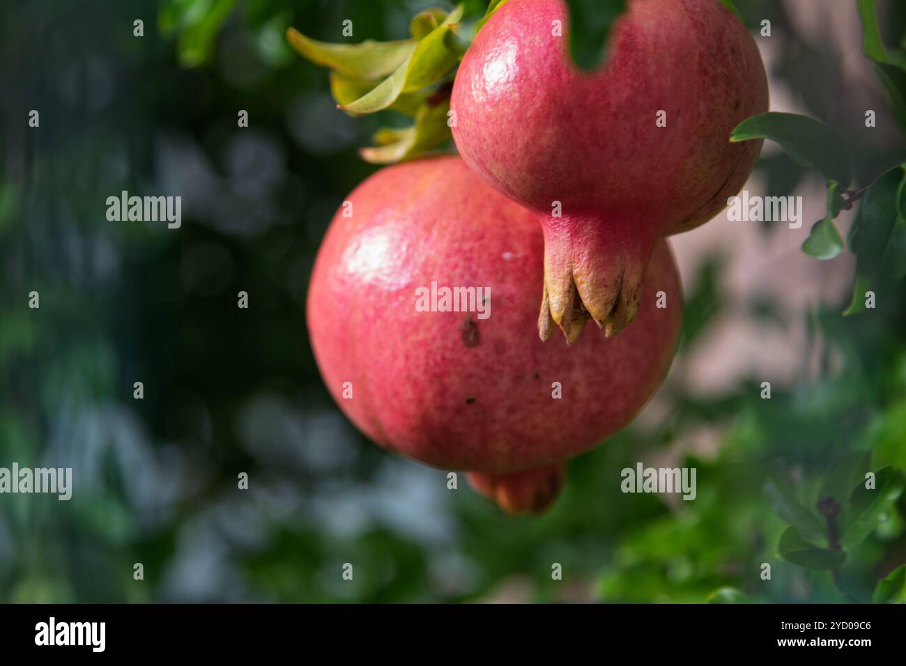 frutta al sole del mattino Foto Stock