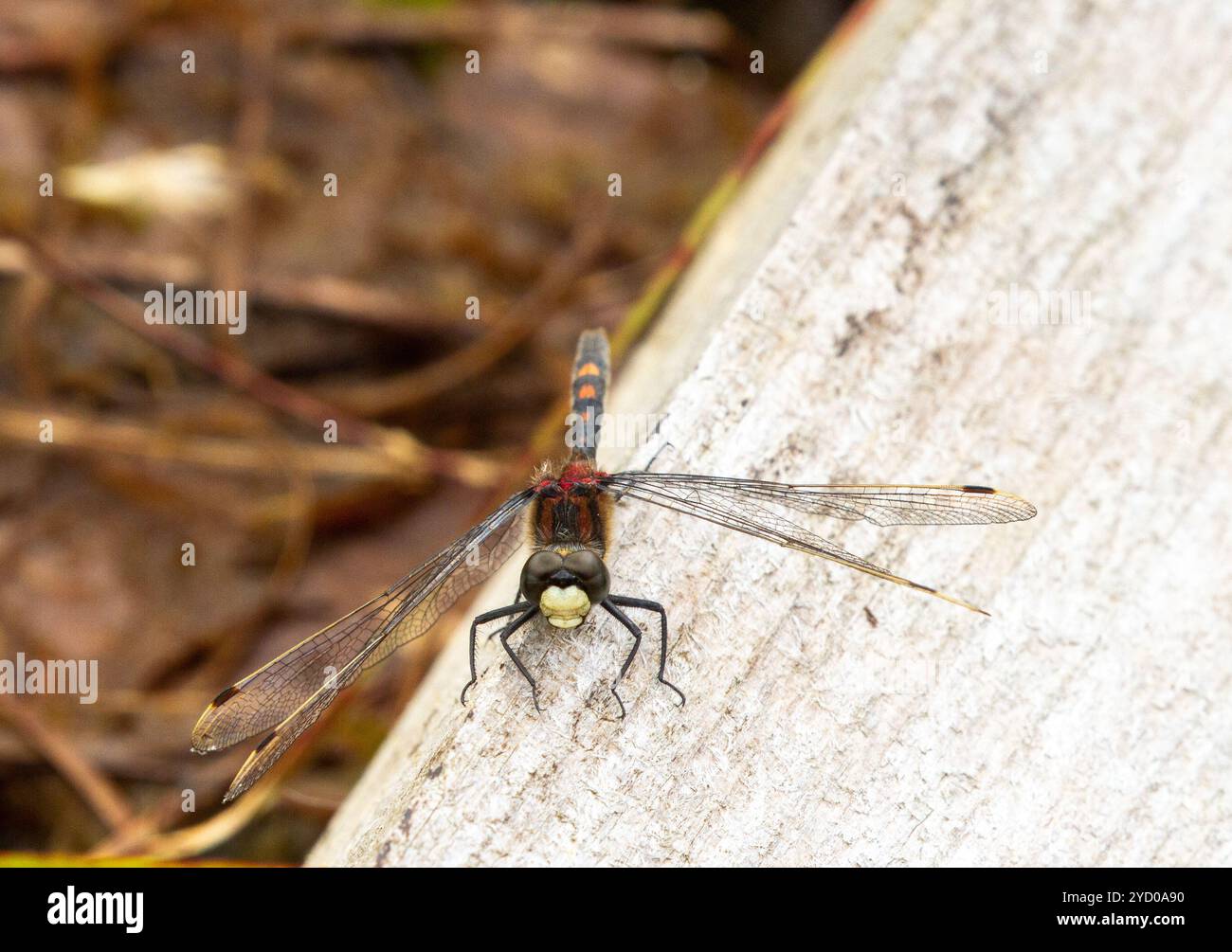 The White affrontò Darter (Leucorrhinia dubia) nella riserva naturale nazionale Whixall Moss vicino a Whitchurch nello Shropshire in Inghilterra Foto Stock