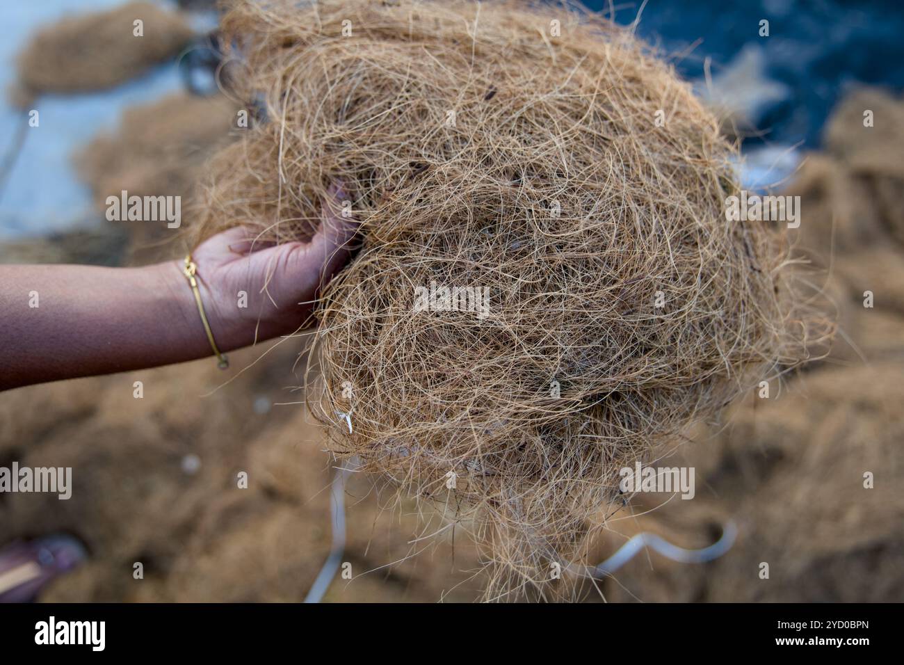 Fili dorati di fibra naturale di cocco, un materiale sostenibile perfetto per l'artigianato e il giardinaggio eco-consapevole. Foto Stock