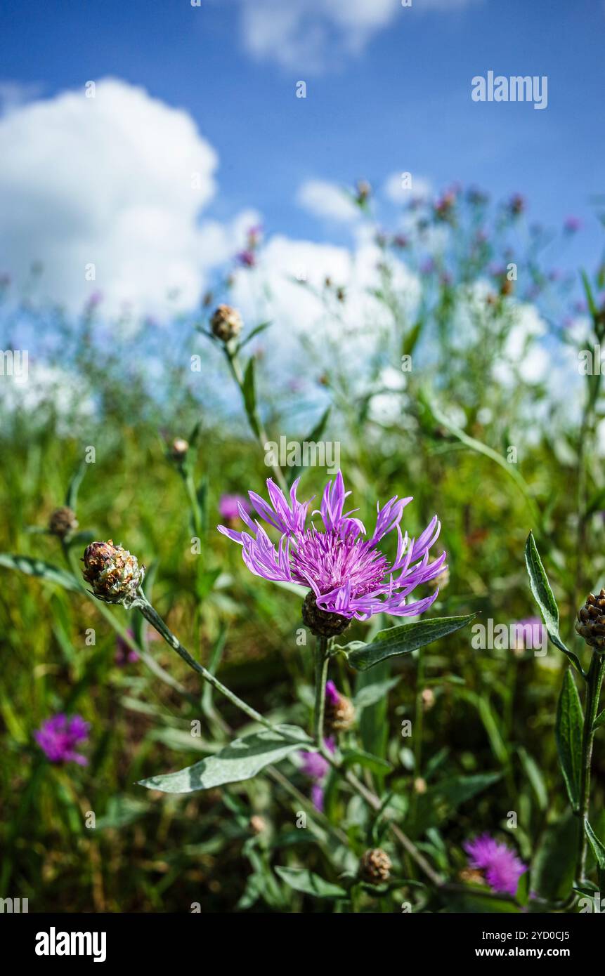 splendidi fiori viola autunnali su un prato di cielo soleggiato blu con nuvole in formato ritratto senza persone Foto Stock