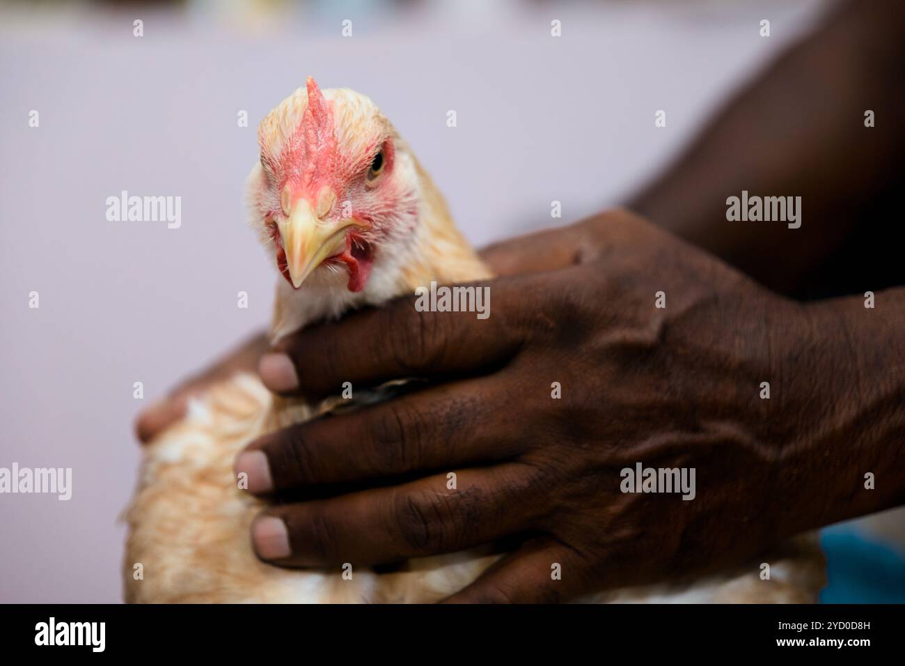 Un agricoltore tiene con cura una giovane gallina, mostrando il legame tra uomo e animale in agricoltura. Foto Stock