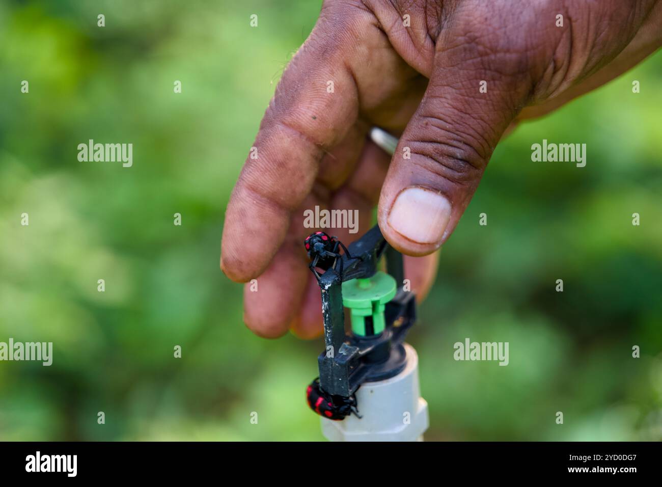 Un agricoltore controlla attentamente il flusso del suo irrigatore, garantendo una distribuzione efficiente dell'acqua per le sue colture. Foto Stock