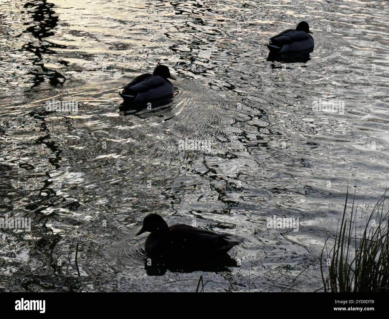 Le anatre attraversano uno stagno scuro e ondulato, creando una scena serena ma inquietante ispirata a Halloween - Immagine stock catturata con smartphone