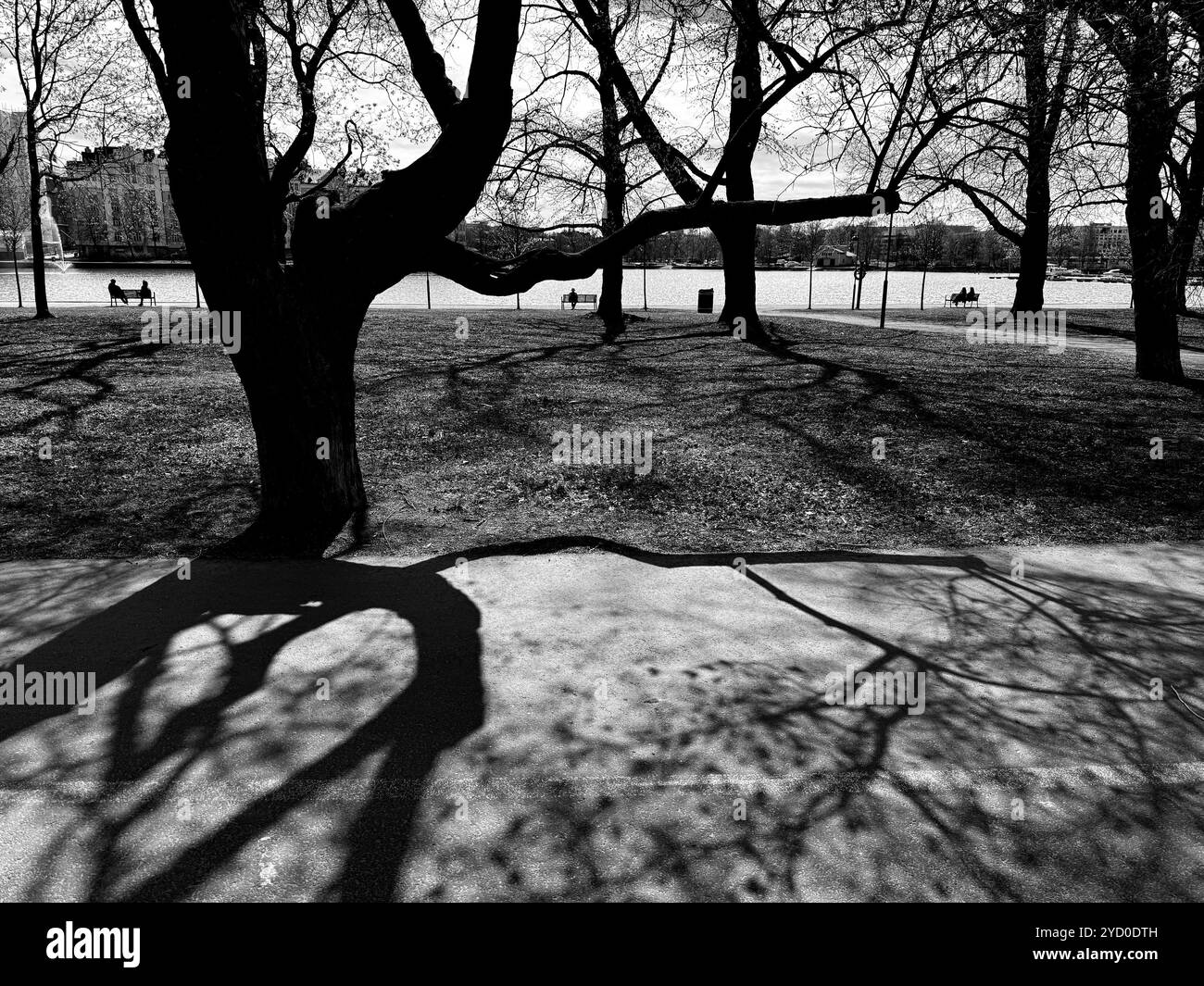 Le lunghe ombre gettate dagli alberi creano una scena inquietante e inquietante del parco di Halloween - Immagine stock catturata con smartphone